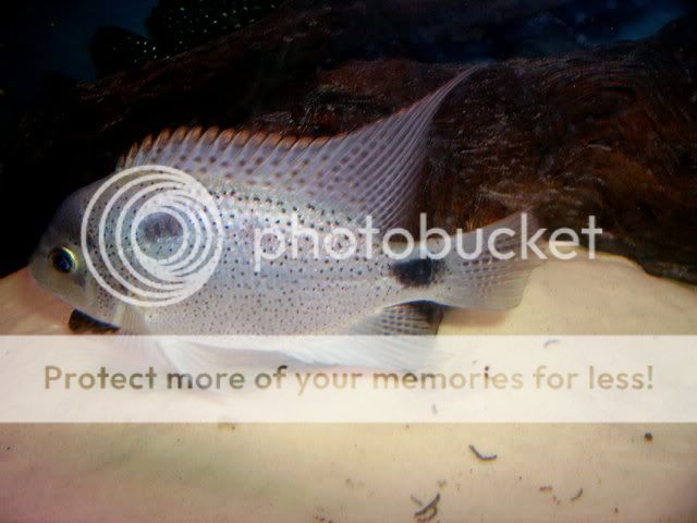 jan09076.jpg