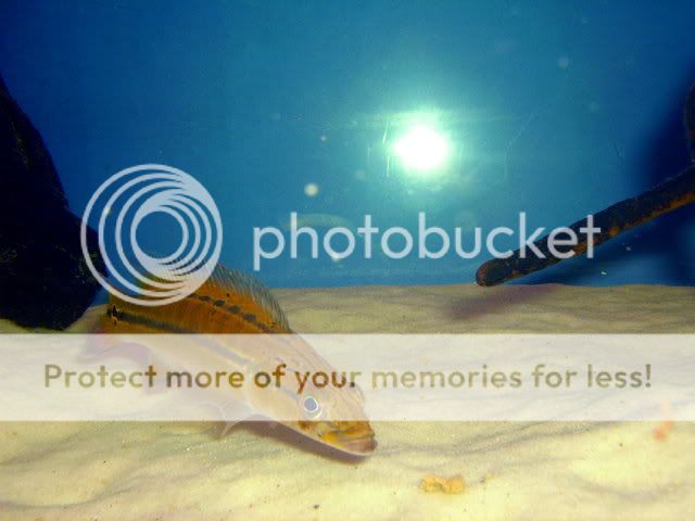 jan09137.jpg