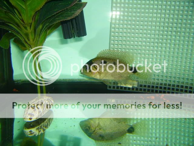 july08039.jpg