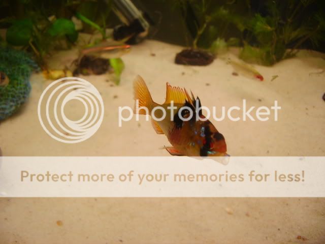 macrofish104.jpg
