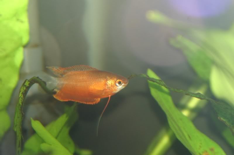 RedGourami.jpg