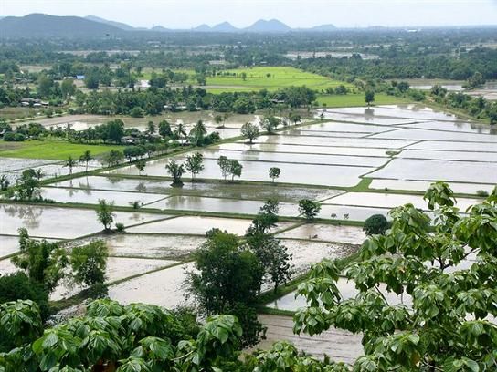 Paddy-Fields-3.jpg