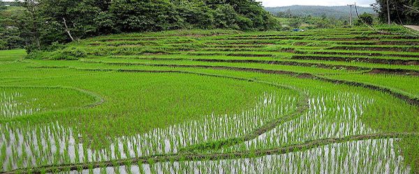 Thailand_RicePaddy_eutrophication_fkr__red_.jpg