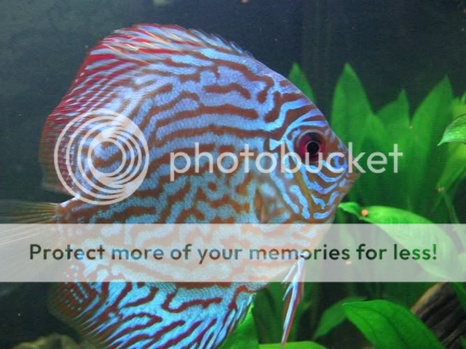 discus2.jpg