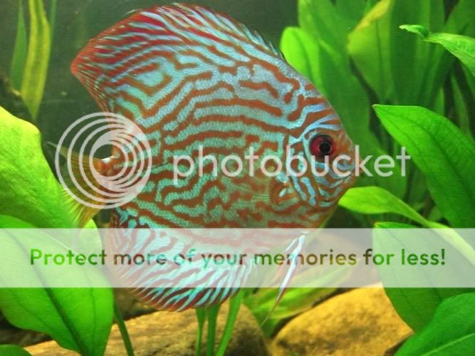 discus3.jpg