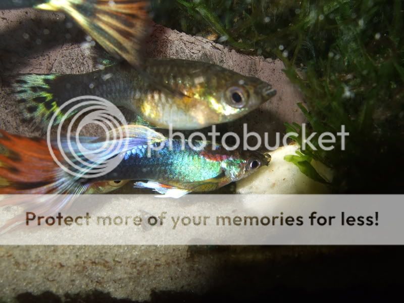 test097.jpg