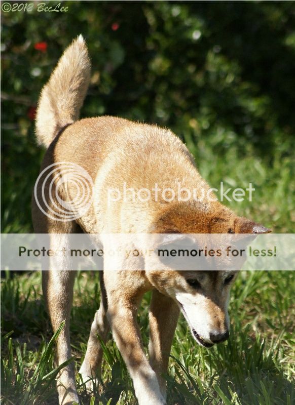 Dingo19thAug2012b.jpg