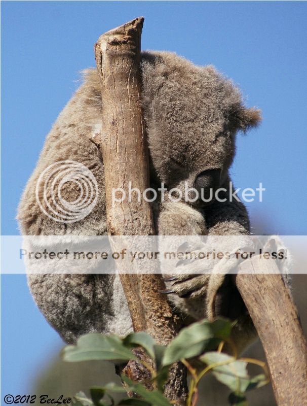 Koala19thAug2012c.jpg