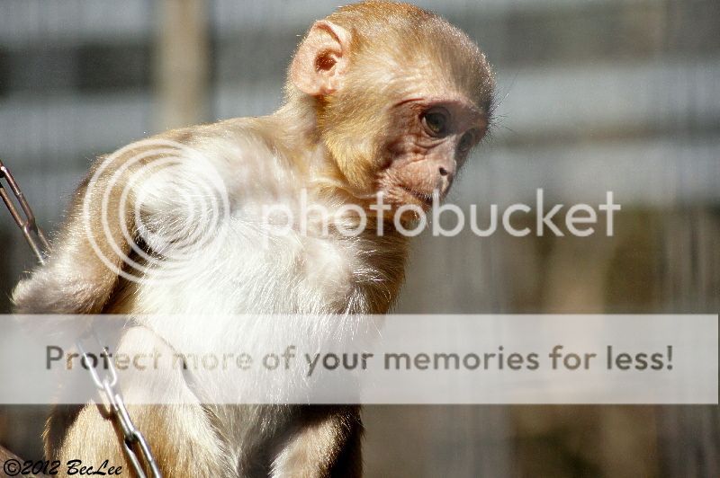 monkey19thAug2012c.jpg
