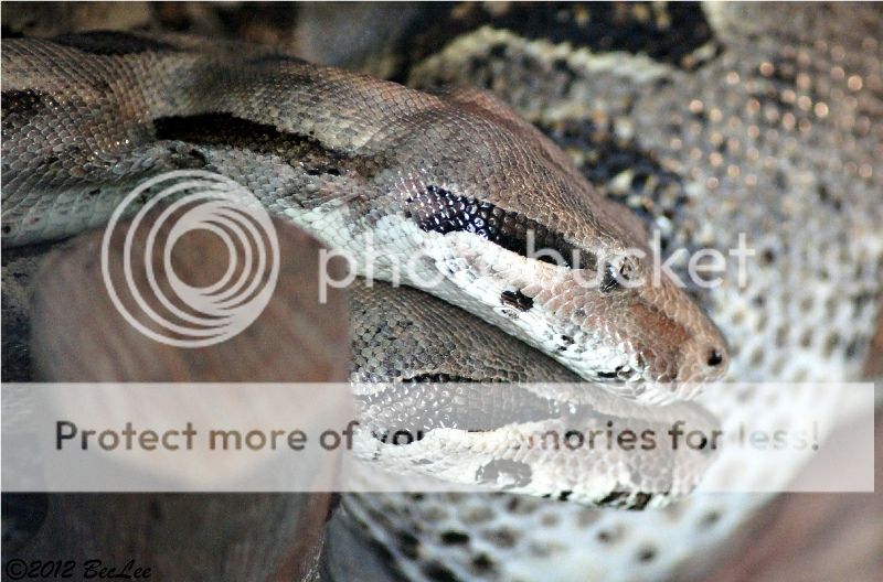 Snake4thJul2012a.jpg