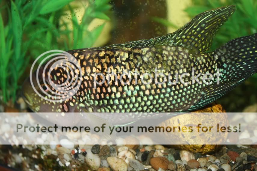 Jackdempsycichlid.jpg