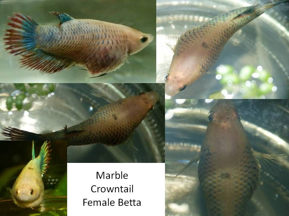 MarbleCrowntailFemaleBettaSick-May2013_zpsf31155cb.jpg