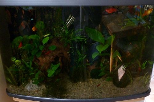 Interpet Fish Box 64 Tropical Fish Forums interpet fish box 64 tropical fish forums