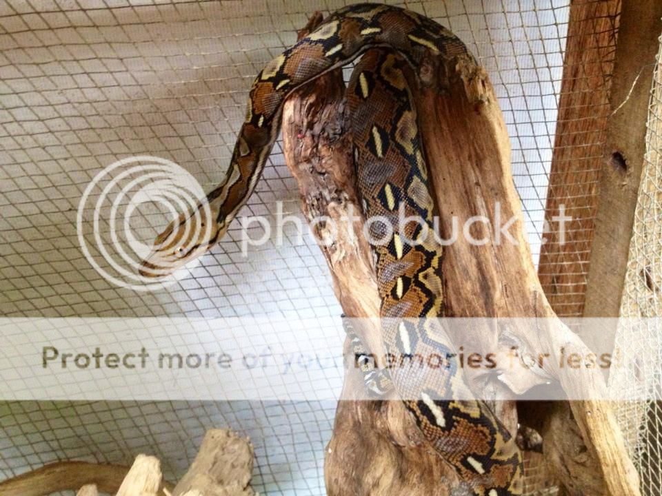 retic_zps8352486e.jpg