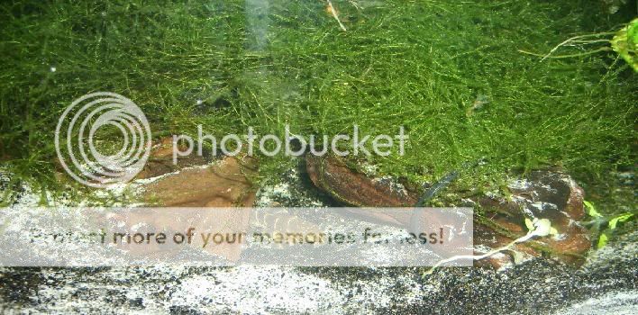 plecocave22.jpg