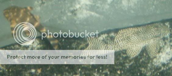 plecodudes.jpg