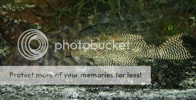 Vampireplec.jpg