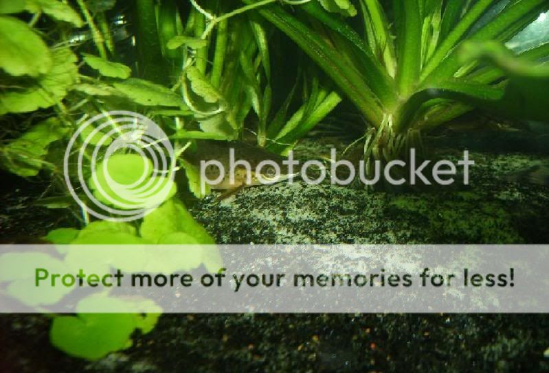 whyIdoplants.jpg