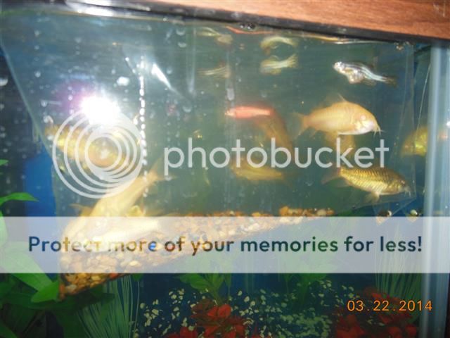 DeannasfishWillysearstitches025Small_zps5af39628.jpg
