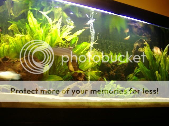 DSCF0216.jpg