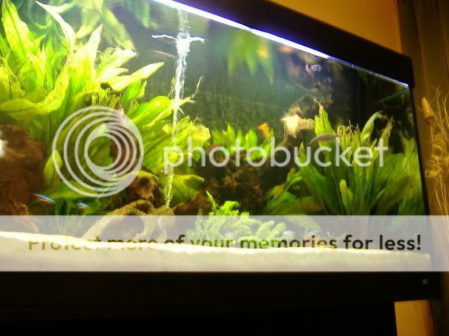 DSCF0217.jpg