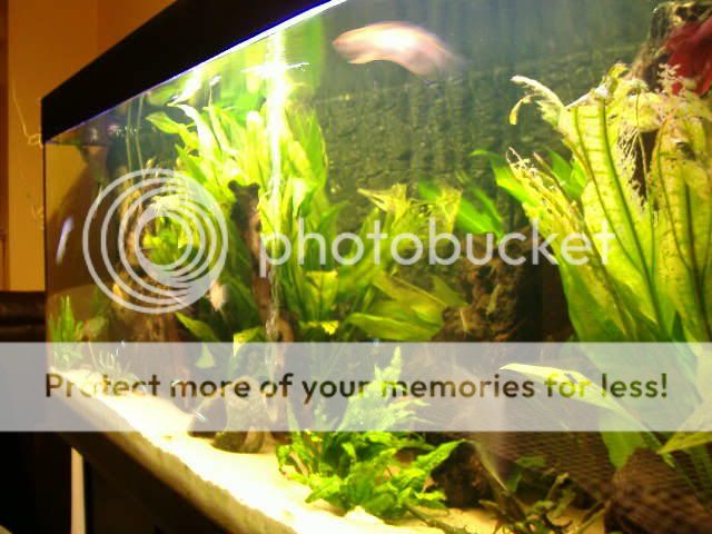 DSCF0230.jpg