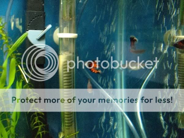 orangemaleguppy2.jpg