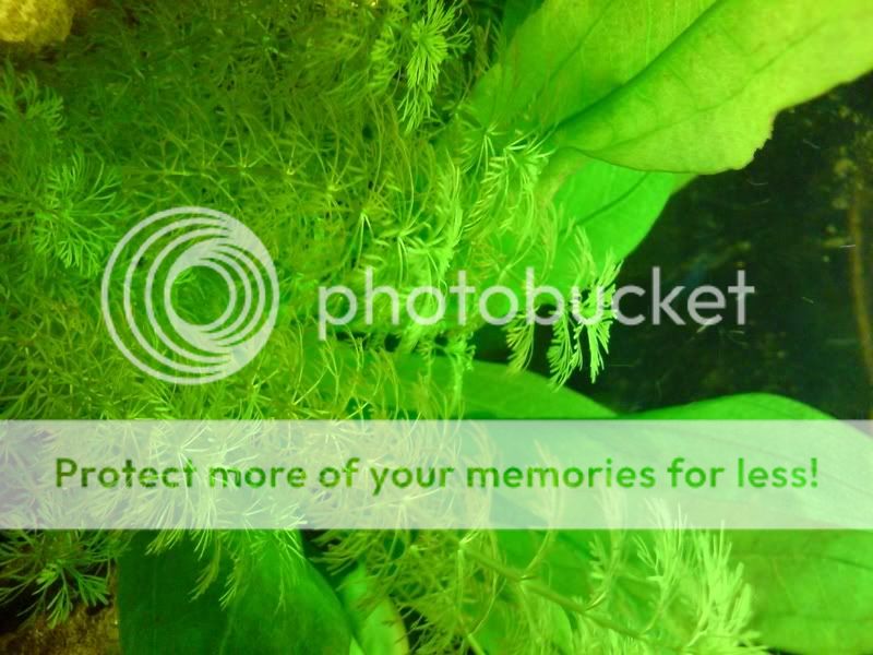 plants.jpg