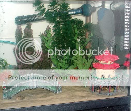 addedplants2.jpg