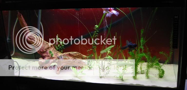 goldfishtank.jpg