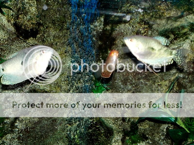gouramis.jpg