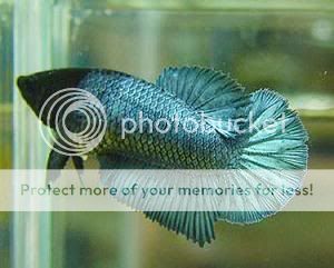 FHalfmoonsteelbluebetta.jpg