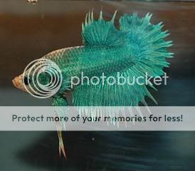 MCrowntailPlakatturquoisebetta.jpg