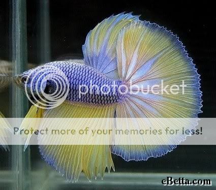 yellow-indigo-betta-fish.jpg