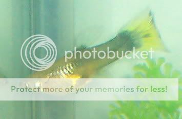 girlguppies034.jpg