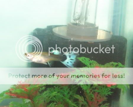 girlguppies049.jpg
