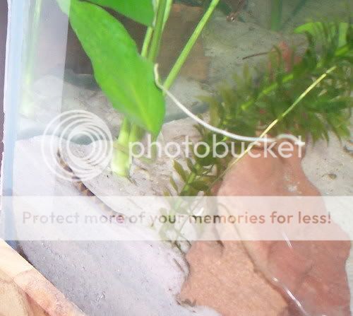 loach001.jpg