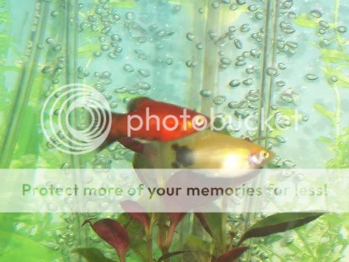 mickeymousepearl015.jpg
