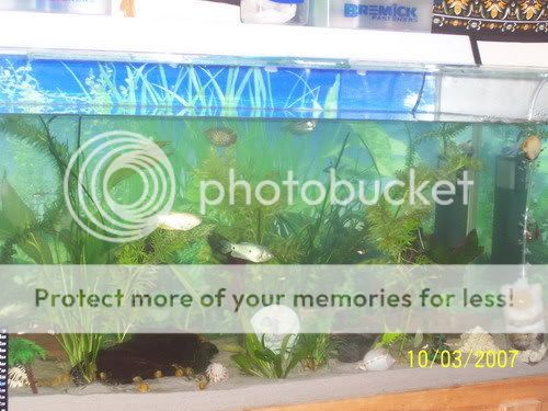 moretank003aaa.jpg