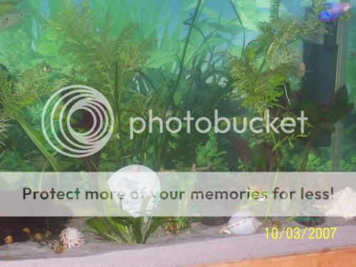 moretank005aaa.jpg