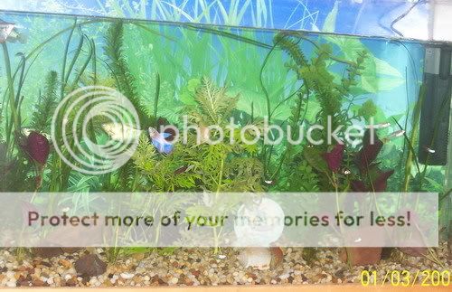 newtank014aa.jpg