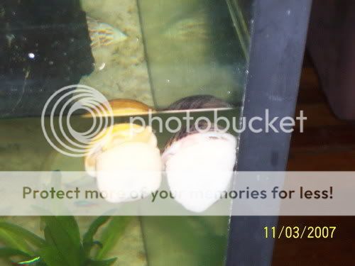 snails004.jpg