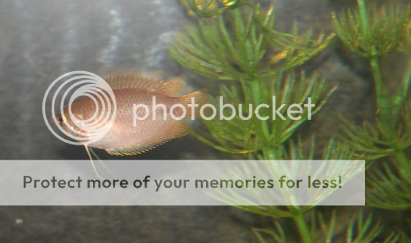 gourami.jpg