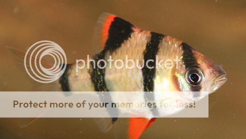 tigerbarb-1.jpg