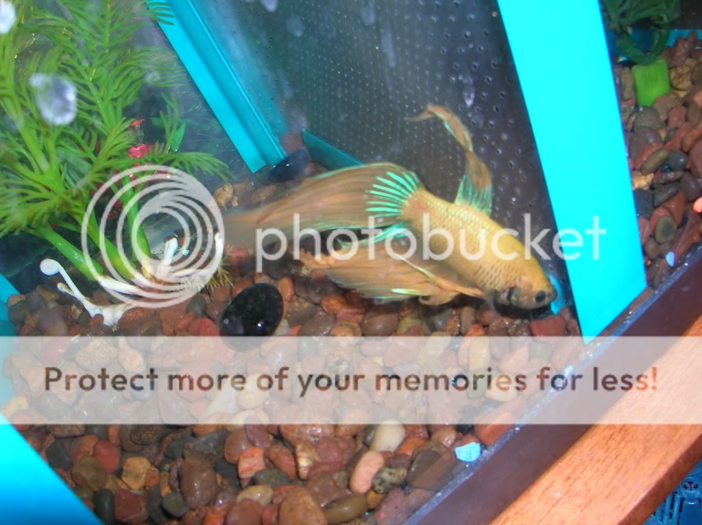 malebettas003.jpg