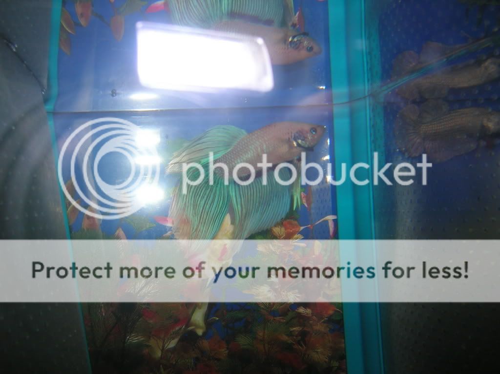 malebettas004.jpg