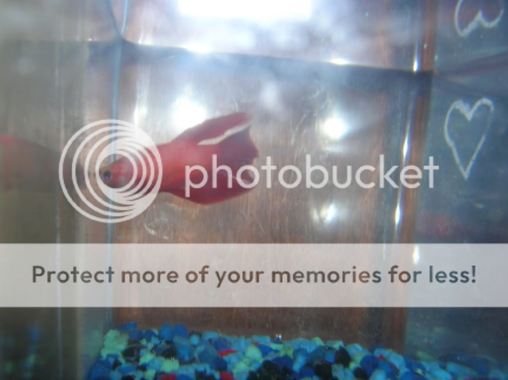 malebettas005.jpg