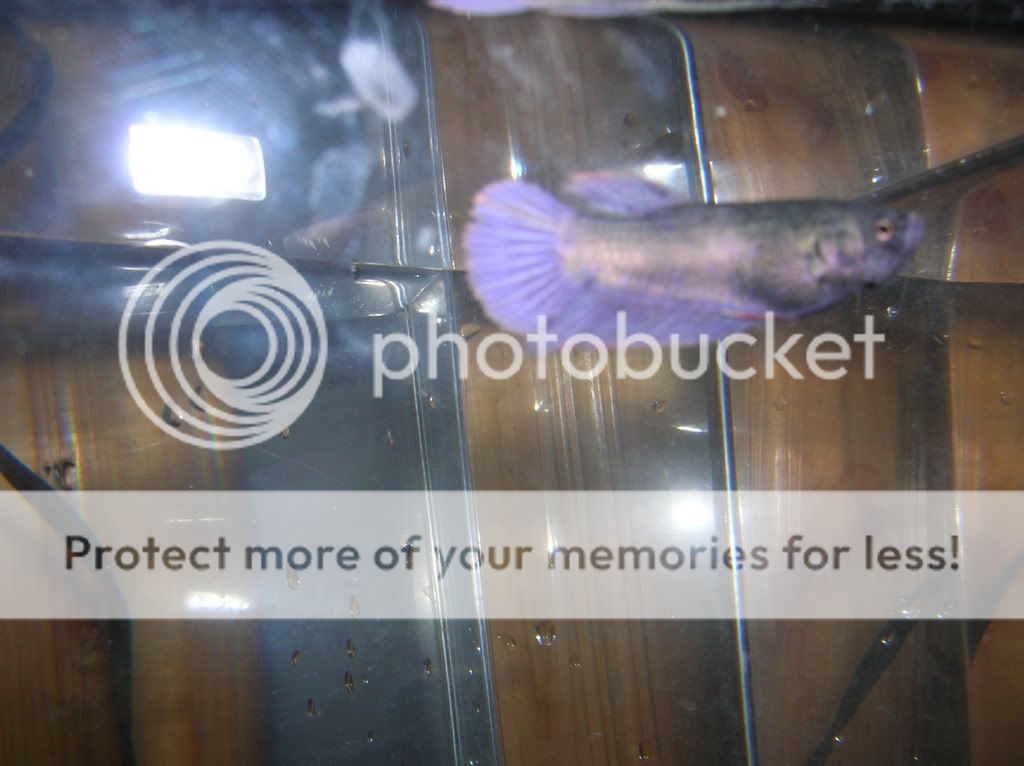 malebettas008.jpg