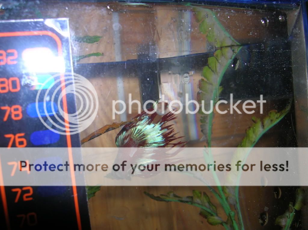 malebettas013-1.jpg