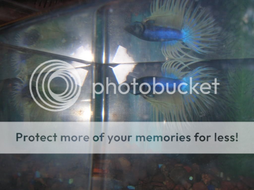 malebettas016.jpg